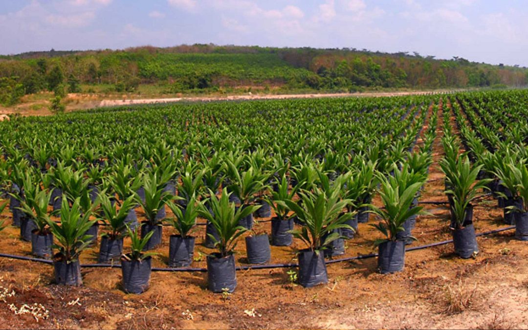 Prime Planting in Kendari